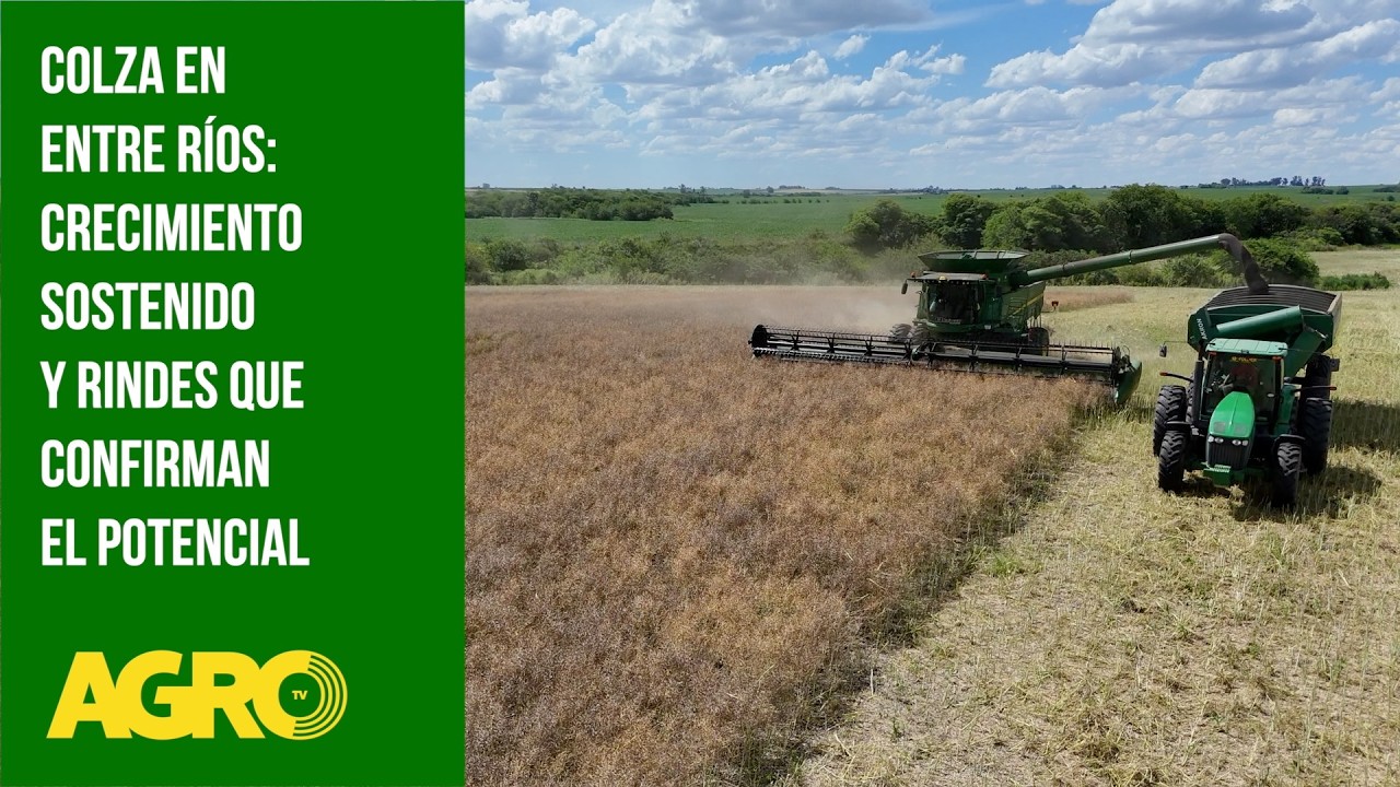 Colza en Entre Ríos: Crecimiento sostenido y rindes que confirman el potencial (#1177 2026-02-28)
