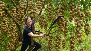 Download Lagu Harvesting Bishop Wood Fruit (Wild Longan) \u0026 Making Peanut Cake With Malt - A Snack Not To Be Missed MP3 Download Lagu Harvesting Bishop Wood Fruit (Wild Longan) \u0026 Making Peanut Cake With Malt - A Snack Not To Be Missed MP3