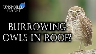 Burrowing Owls in Restaurant Roof! | Unspoiled 🌎 Planet