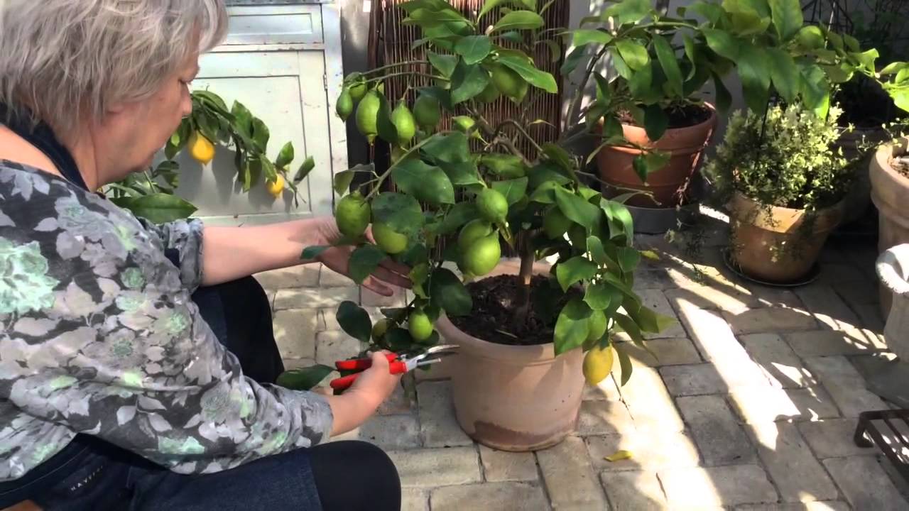 Havefolket // beskæring af citrontræer youtube