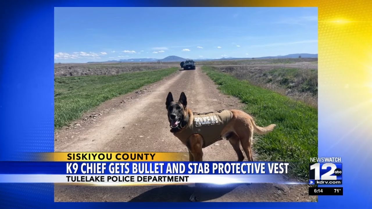 Tulelake Police Department K9 gets bullet, stabprotective vest YouTube