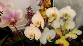 Лаленка