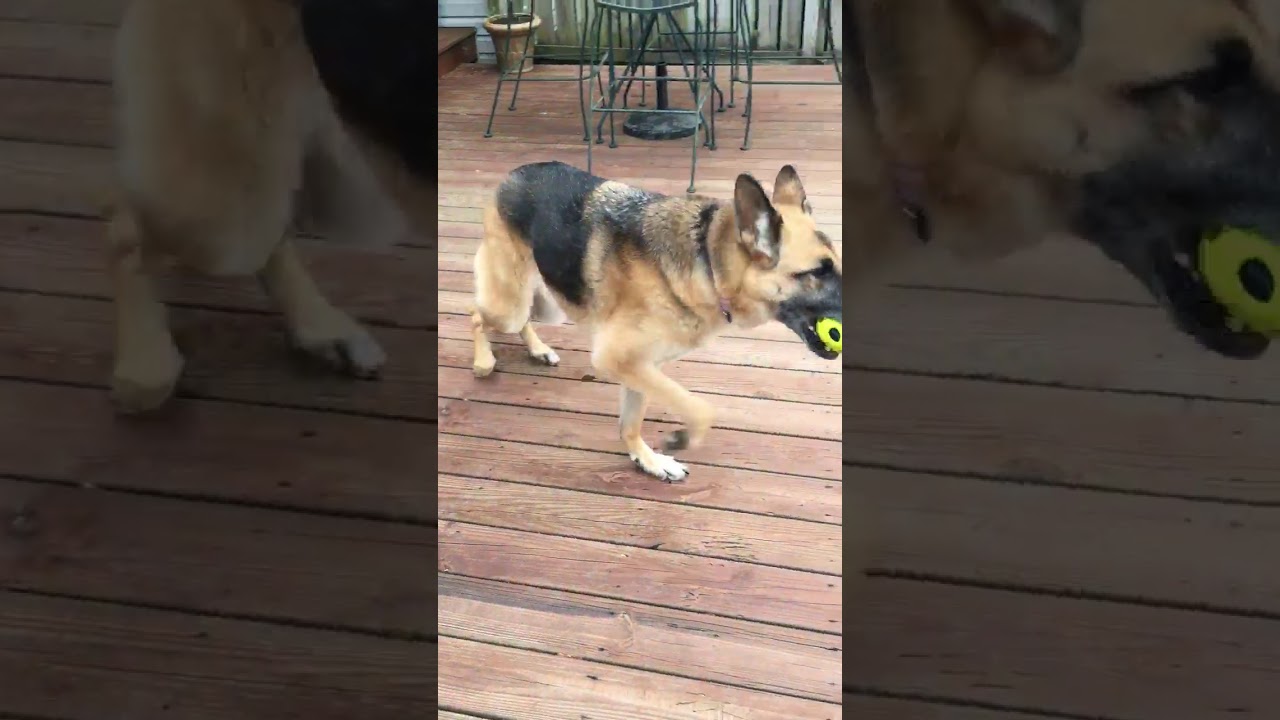 Dog with DM one year after diagnosis