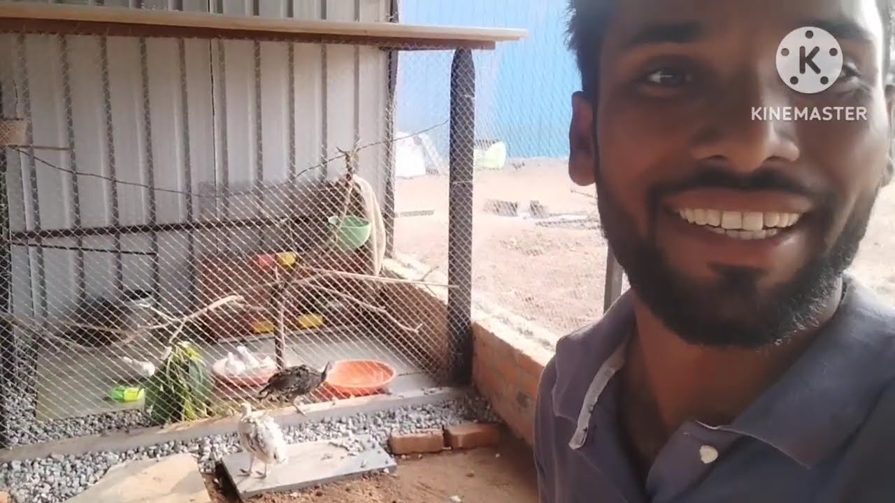 పావురాల కోసం మాస్టర్ కేజ్ తాయరు చేశాం //master cage making in telugu 