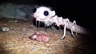 Youll Never See These Creatures Again