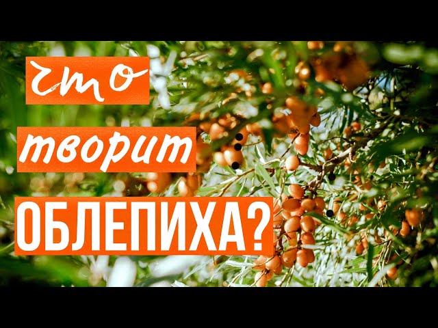 Что лечит облепиха? Кому нельзя облепиху? Польза облепихи и противопоказания. #облепихапольза