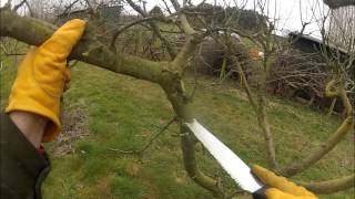 Pruning an apple tree that made too much whippy growth last year