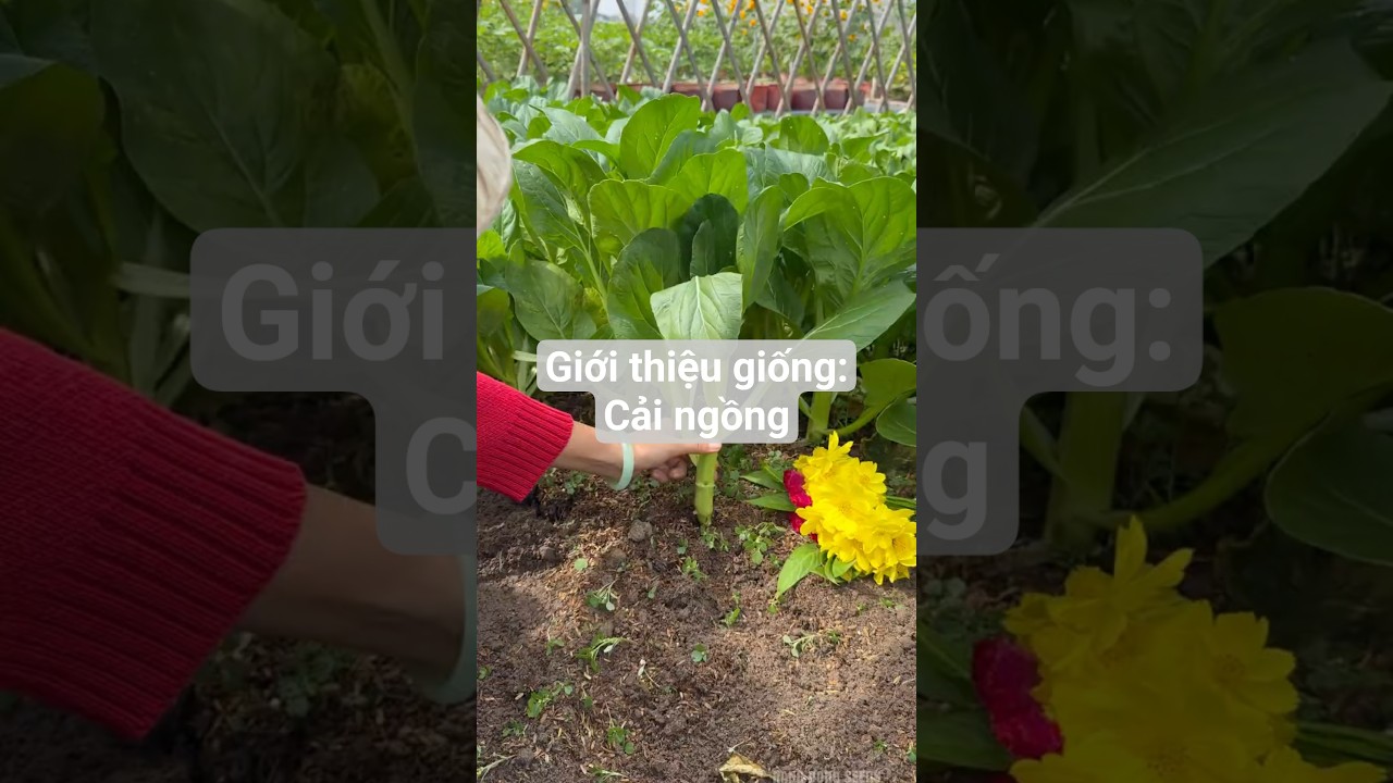 Giới thiệu giống: Cải ngồng mập ú mềm ngọt - Rạng Đông Seeds #hatgiongrangdong #rangdongseeds