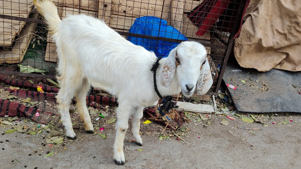 9347277568 desi goats for sale in Hyderabad Santosh Nagar desi