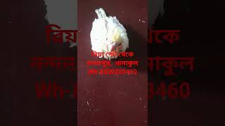 #aquarium #fish #bird #dog #pigeon #all accessories #shop #no1 #only for lover