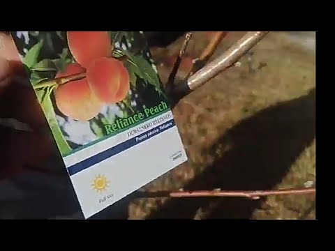 Video: Reliance Peach Care: Reliance virsikute kasvatamine ja koristamine