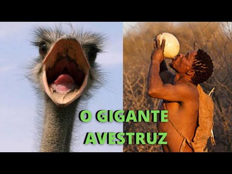 Vídeo: Os avestruzes têm asas?