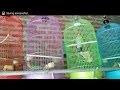 Jual Beli Burung Lovebird Ungaran