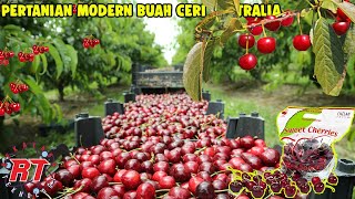 MODERN AGRICULTURAL PROCESSES OF cherries in AUSTRALIA | CHERRY MODERN FARM