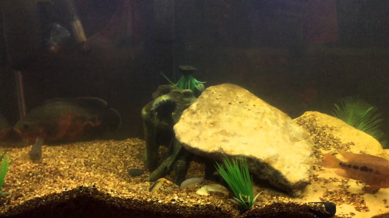 Update on 30 gallon American cichlids tank YouTube