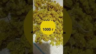 Бессмертник (Helichrysum arenarium) – натуральное лекарственное сырьё