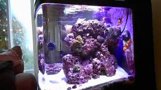 BioCube 29 LED Upgrade Part 5