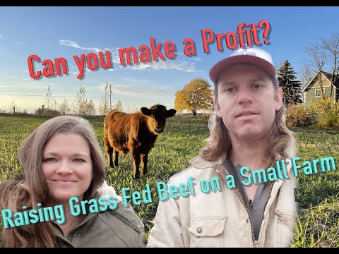 Can You make a Profit Selling Grass Fed Beef? 6 acre Small Farm Perspective!