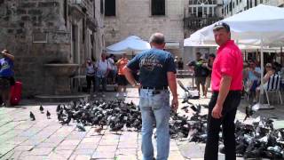 Pigeons in Dubrovnik