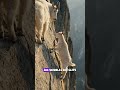 A 3 Day Old Baby Goat Takes Her First Steps on a Vertical Cliff