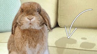 Why Your Rabbit STOPPED Using Their Litter Box by Sincerely, Cinnabun 12,153 views 2 months ago 6 minutes, 21 seconds