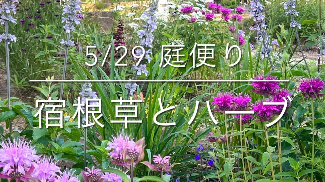 5/29 庭便り]宿根草とハーブ/ナチュラルガーデン/グランドカバー/初夏