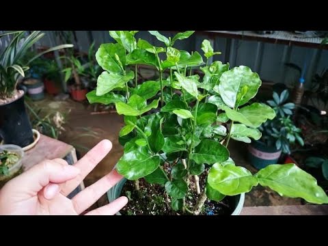 养茉莉花 用这3招改善盆土 植株长得更旺 Youtube 养茉莉花 用这3招改善盆土 植株长得更旺 Youtube
