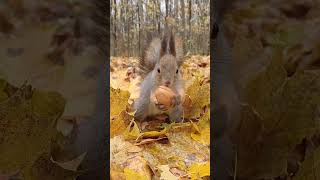 упс орех возьму #cute  #белка #shorts  #short  #sports