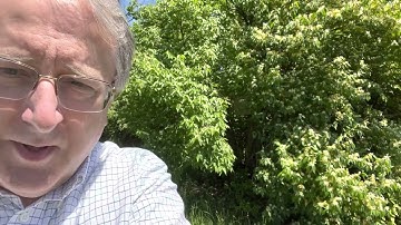 Are there bees in swarm trap #4? - Adventures in Beekeeping