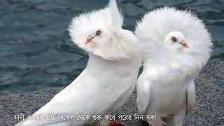 %E0%A6%9C%E0%A7%8D%E0%A6%AF%E0%A6%BE%E0%A6%95%E0%A7%8B%E0%A6%AC%E0%A6%BF%E0%A6%A8 %E0%A6%95%E0%A6%AC