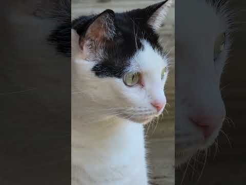 Охотница 😽 #кошка #cat #awakening #huntress #животные #кошачьяжизнь #природа #nature