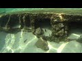 O'Steens Beach, Destin FL, Beautiful, Beach, Clear, Ocean, Florida, Tropical Fish, White sand,
