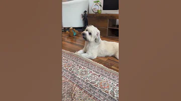 تاکاری این جوری فایده نداره چکار کنیم دوست Pets شلتنا Puppy هاپو Doglife دحمان سگها 