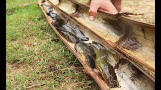 Unbelievable  technology Make Bamboo Fish-trap | Easy To Make Bamboo Fish-Trap