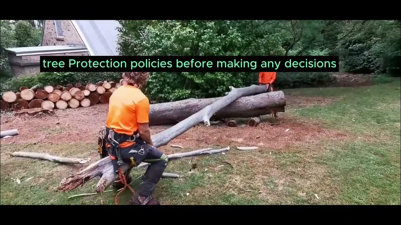 Do you need a permit to remove a tree in Toronto? YouTube