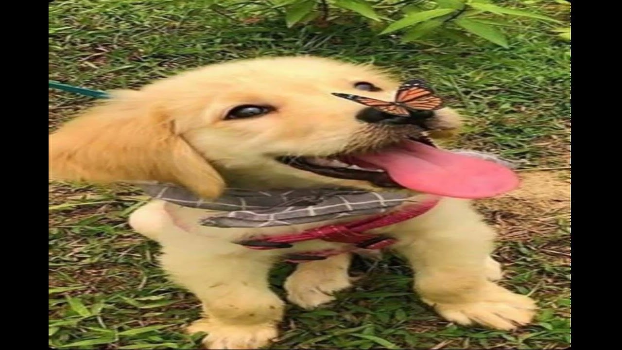 HEAVYHEARTED AT LOSING THE BEETHOVEN Sound Of prom MOMENTS OF GRAVE Forget flute Over and out