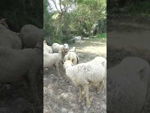 The snake above is the sheep below #Shotts #youtubeshots #shortvideos #youtube #viral #pets #video