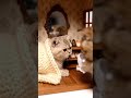 ミニチュア猫🐈風邪ひいちゃった💊🐾Miniature cat 🐈 caught a cold #cat #aicat #ai猫