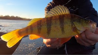 First Ice, Jumbo Perch Ice Fishing!