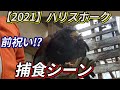 【2021】ハリスホークの捕食シーン！Harris hawk predation scene．活餌,活マウス,活うずら,活ハムスター,鷹匠,FALCON,鷹ペット