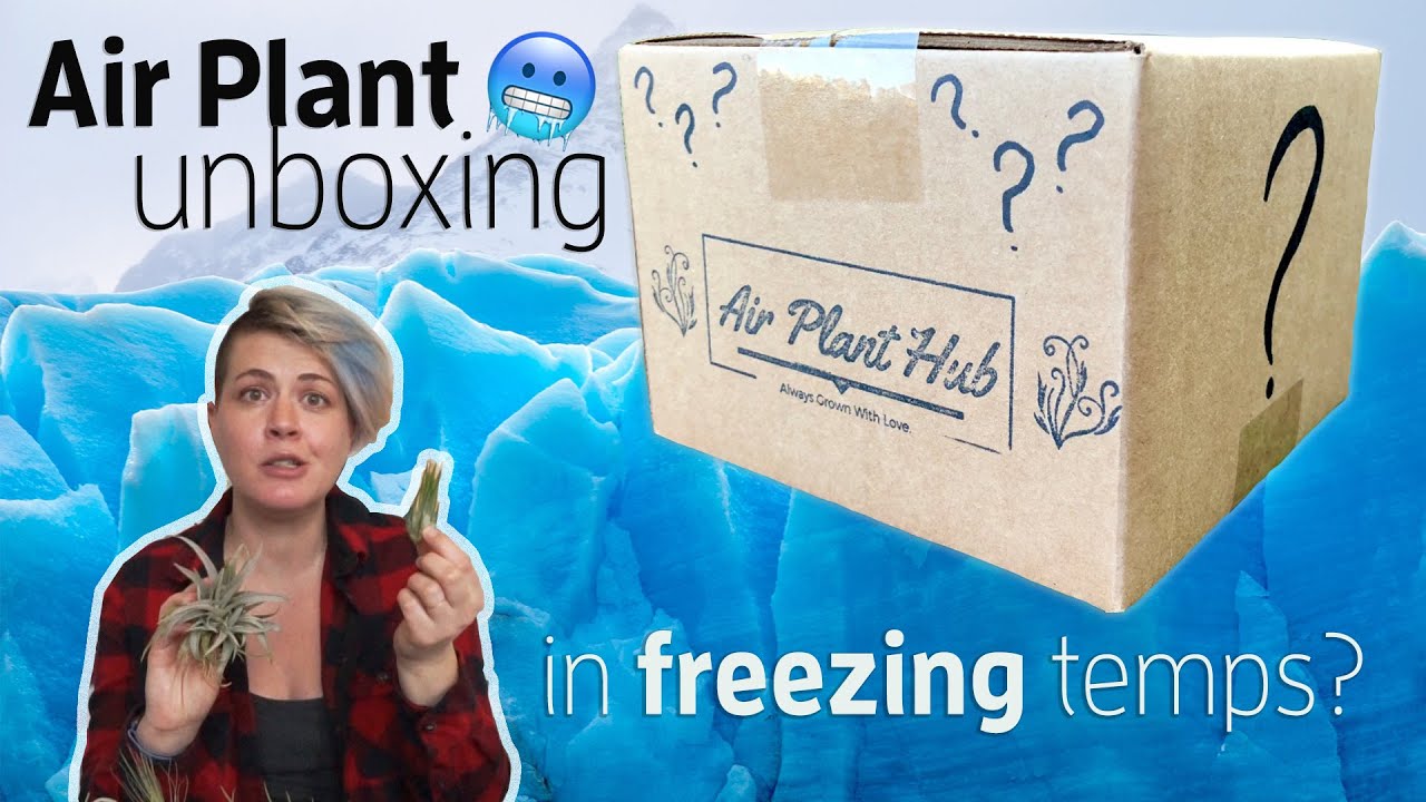 Ordering Air Plants Online from Air Plant Hub in Freezing Temperatures (Unboxing)