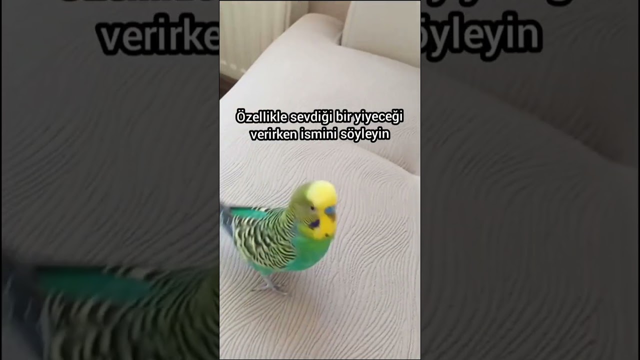 Kuşunuza İsmini Öğretmenin En Kolay Yolu! 🐦 Bilim Destekli Yöntem , #MuhabbetKuşu #KuşEğitimi