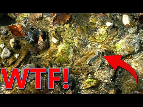 FRIGHTENING Fungus-Looking Green Found in Poor West Virginians Water