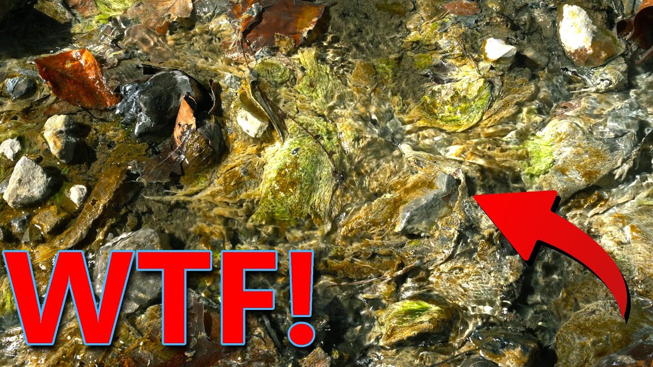 FRIGHTENING Fungus-Looking Green Found in Poor West Virginians Water