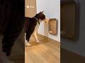 Bro just used the sensor🥰🥰🥰#catsoftiktok #cute #viral #fyp #cat