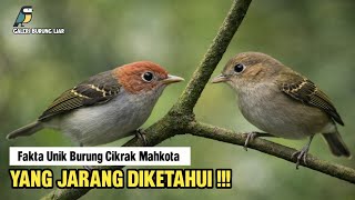 Suara Unik Burung Cikrak Mahkota | Galeri Burung Liar