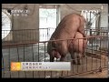 农广天地 《农广天地》 20130723 杜洛克猪的养殖技术