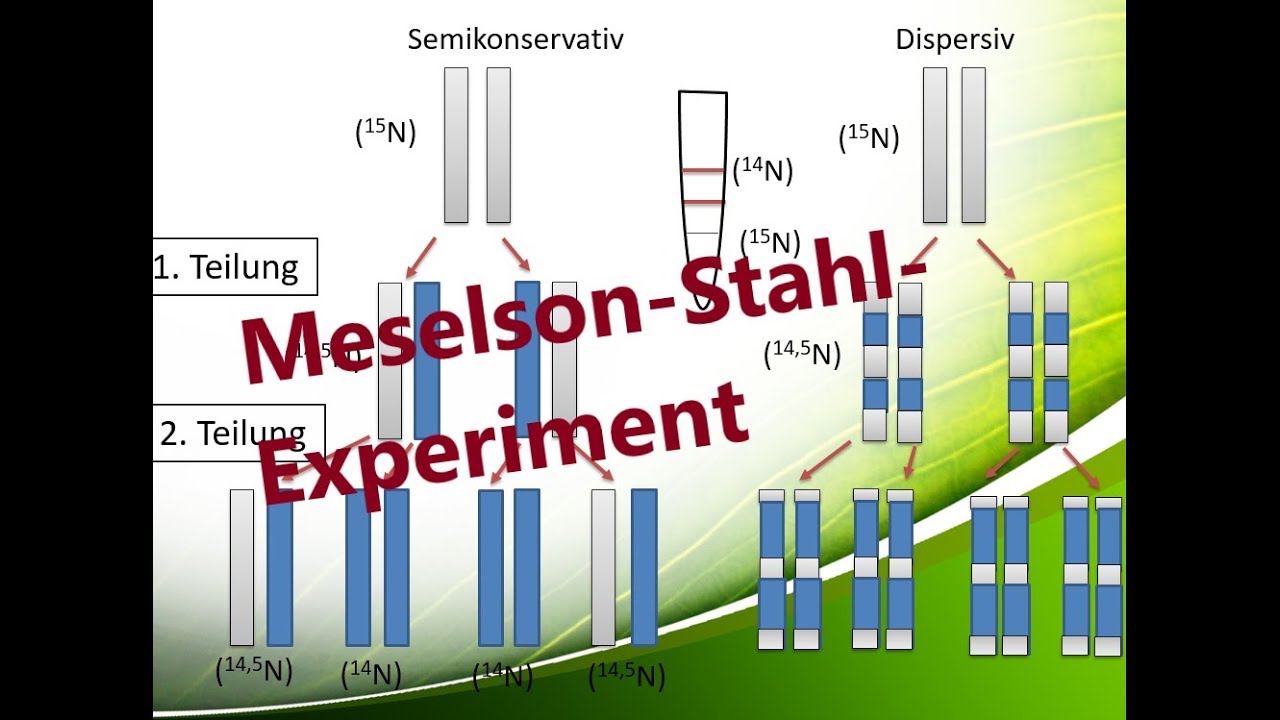Meselson Stahl Experiment Einfach Erklärt Meselson-Stahl-Experiment [deutsch, german] - [Biologie, Oberstufe