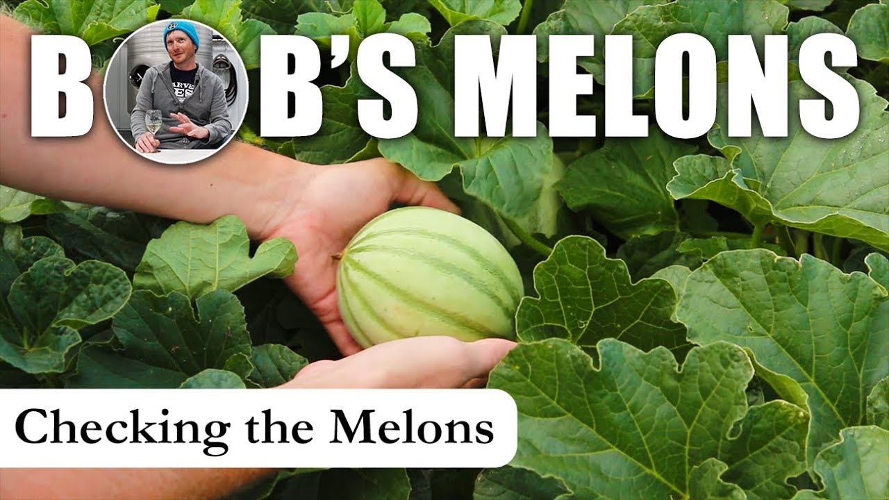 Checking the Melons