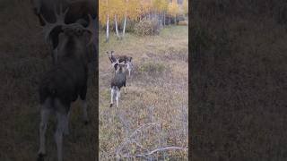 Гон лосей. Лось во время гона. Бык с коровой.